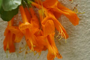 orange-flower-surface-design-inspiration-priyadarshini-das-sharma